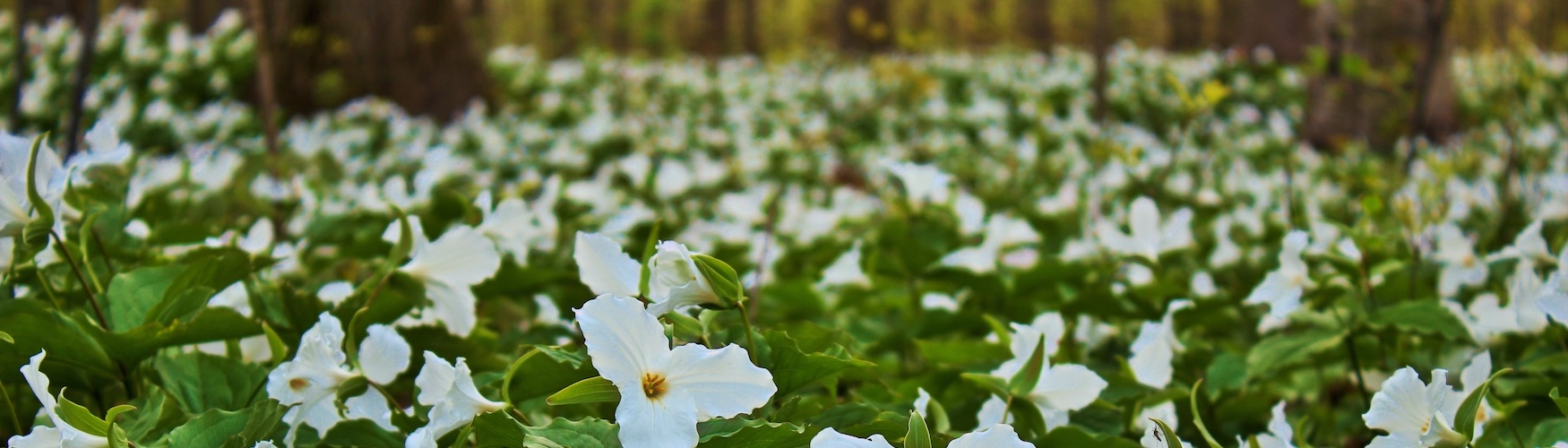 Spring Banner 1